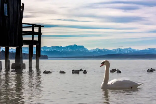waterfowl at Lake Ammer, Bavaria, on a winter morning with alpine panorama