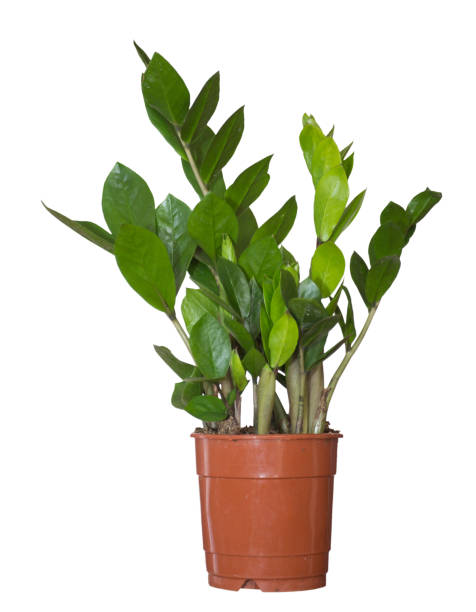 istock Zamioculcas or 