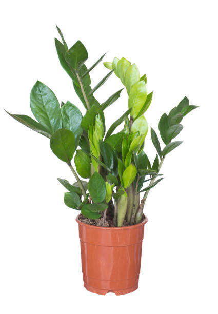 istock Zamioculcas or 
