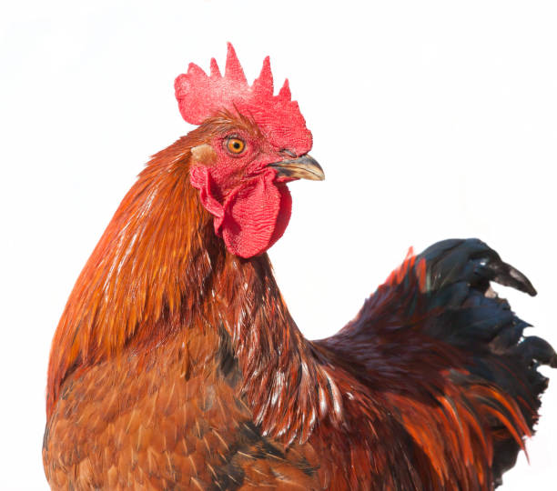 istock Red brown rooster isolated on white background 865648720