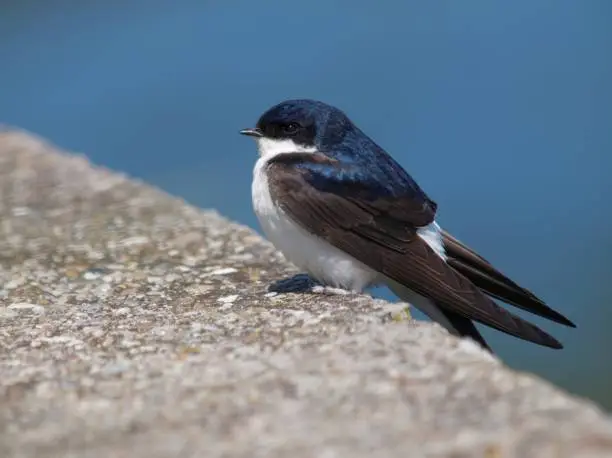 common house martin on a wall