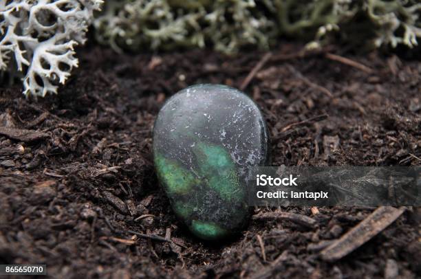 Zoisite On Forest Floor Stock Photo - Download Image Now - Arm, Black Color, Brown