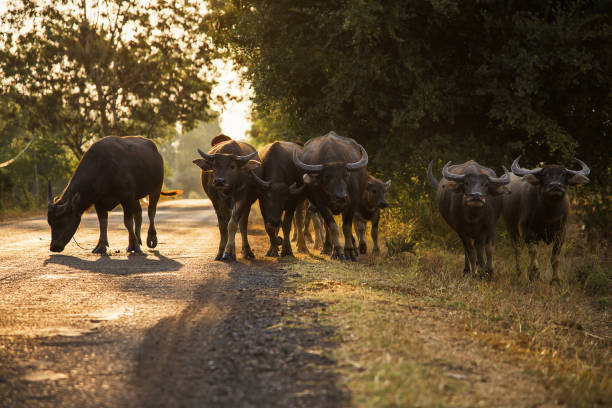 istock Buffalo herds are walking on the street 865652766