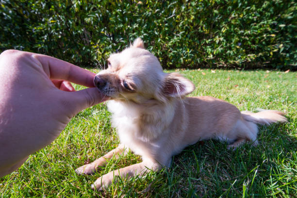 istock Very cute small dog chihuahua on the grass 865653034