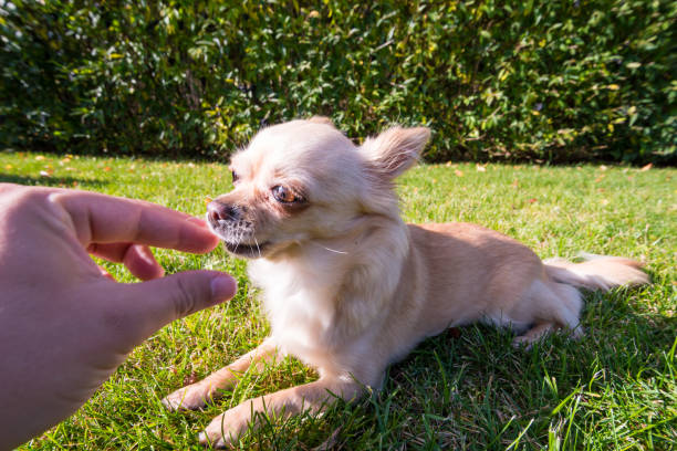 istock Very cute small dog chihuahua on the grass 865653054