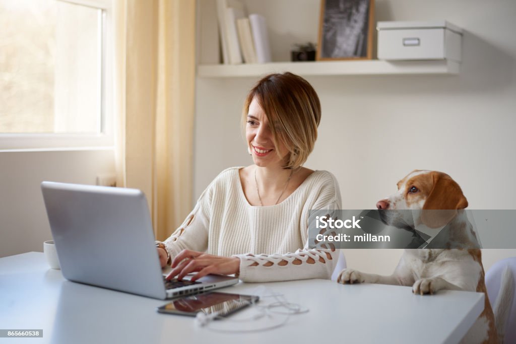 Woman using laptop. her dog next to her Woman using laptop for work at home office. Dog next to her Dog Stock Photo