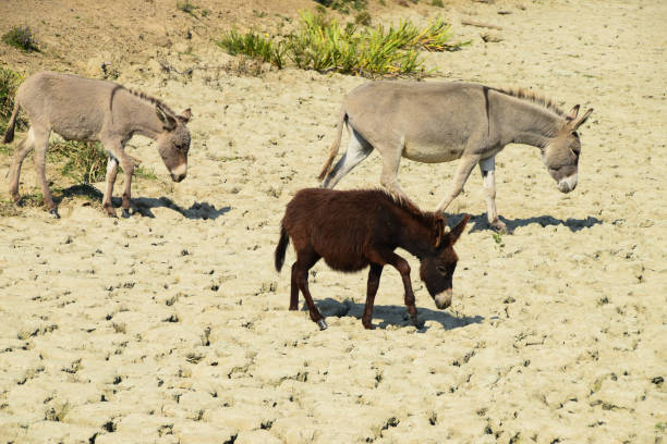 istock Three donkeys walking across the dried swamp 865660890