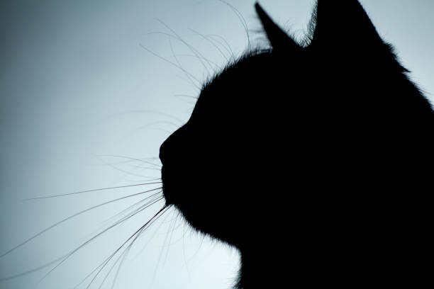 istock cat whiskers silhouette , head of a kitty 865663786