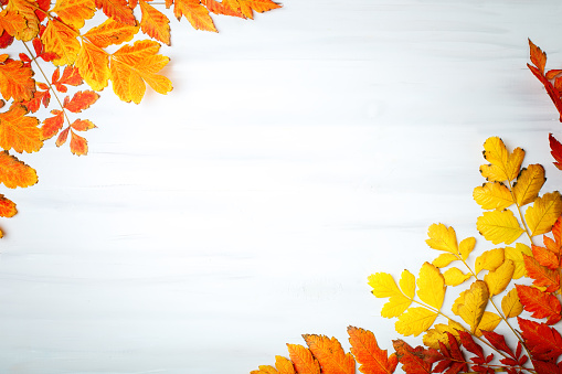 White wooden table decorated with autumn leaves. Autumn background with copy space. Autumn still-life.