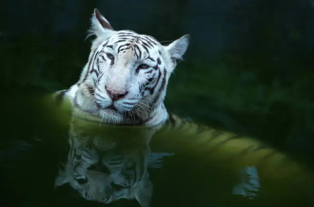 White tiger stay on the water.