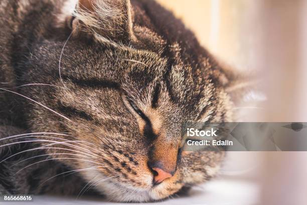 Portrait Of A Sleeping Striped Cat On A Window Sill Stock Photo - Download Image Now