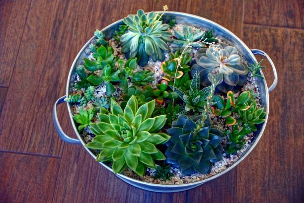 Many small ornamental plants in an iron basin on the floor