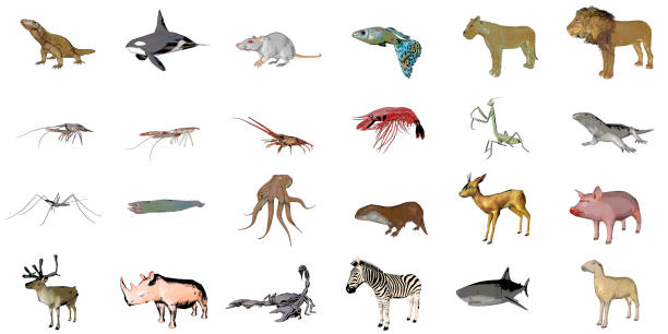 Beautiful 3d illustration with colorful red tribal pattern around white rhinoceros silhouette