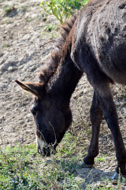 istock Portrait of a donkey who eats 865671428