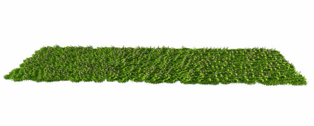 istock 3d rendering of a grass patch isolated on white for architecture design or othe use 865675702