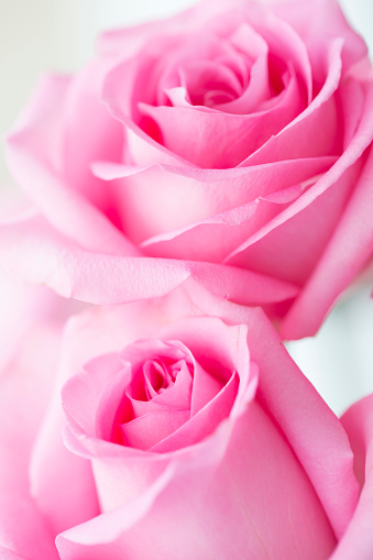 Pink rose flower background, Macro photography.