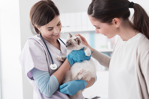 Veterinario, propietario del animal doméstico y gato en la clínica photo