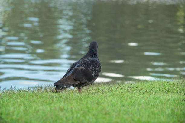 Pigeon in the park stand in front of the pool.