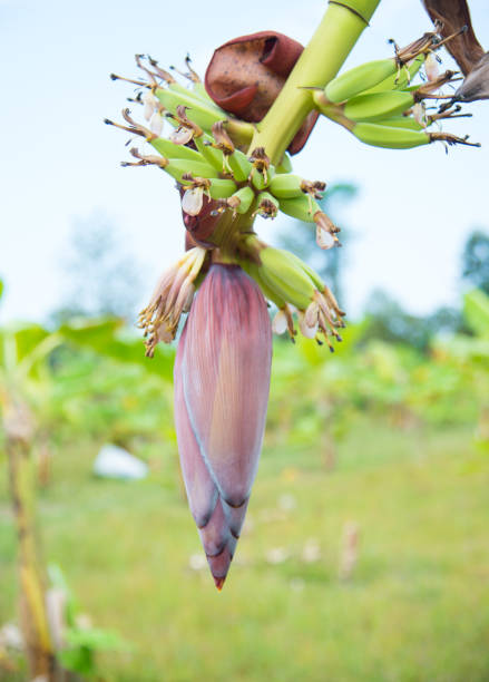 istock Close up green fruit banana on plants. 865695674