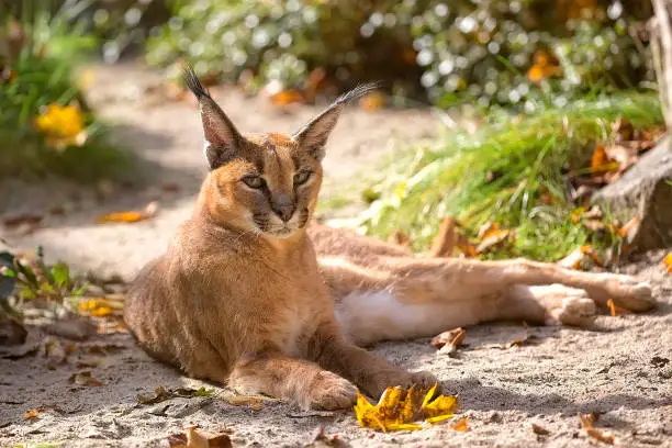 Caracal resting in a clearing in the wild