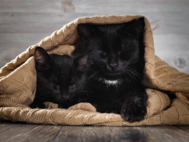 Very similar black cat and the kitten sleep hiding under a warm blanket