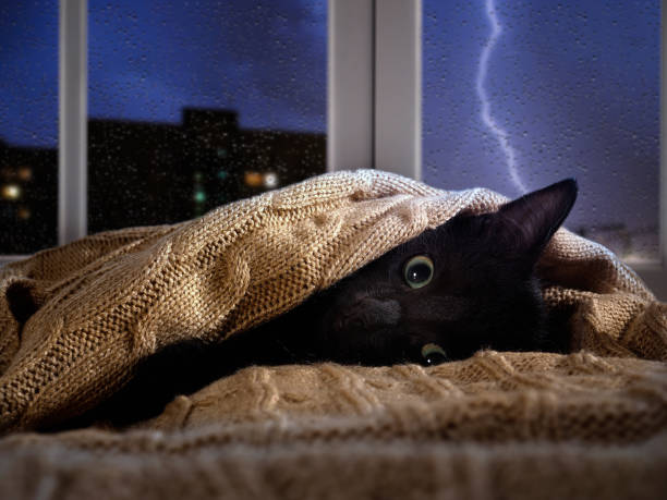 gatto spaventato da tuoni e fulmini fuori dalla finestra. gattino nascosto sotto la coperta - lightning house storm rain foto e immagini stock