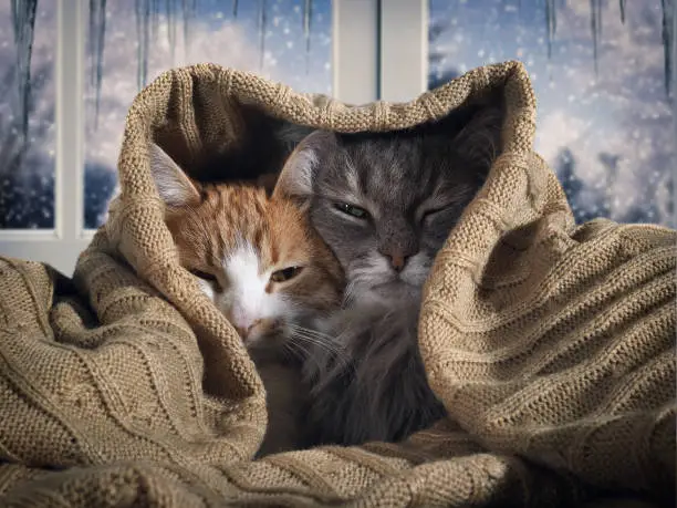 Photo of Two cats hide under the blanket. Outside, the winter snow. The concept of home comfort, security, warmth