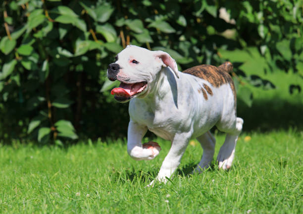 American bulldog puppy running on the grass White American Bulldog puppy (four months old) running  on the grass in the yard of the house american bulldog stock pictures, royalty-free photos & images