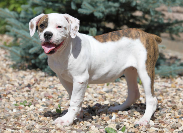 istock American Bulldog puppy 865700740