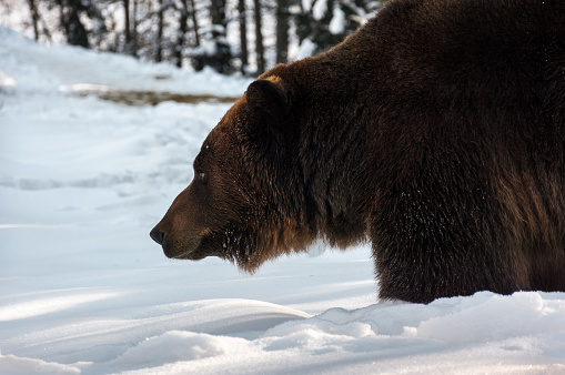 old brown bear hunting in winter forest. animal searching for food