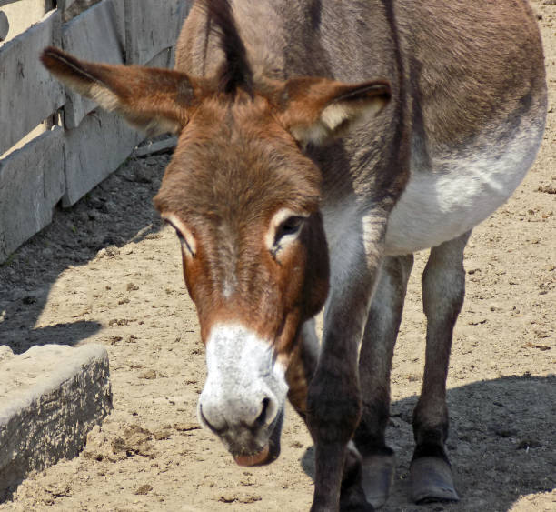 istock portrait of pregnant donkey mare 865701112