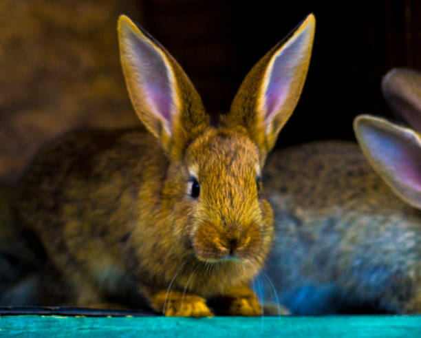 istock little rabbits. rabbit in farm cage or hutch. Breeding rabbits concept.Rabbits 865701366