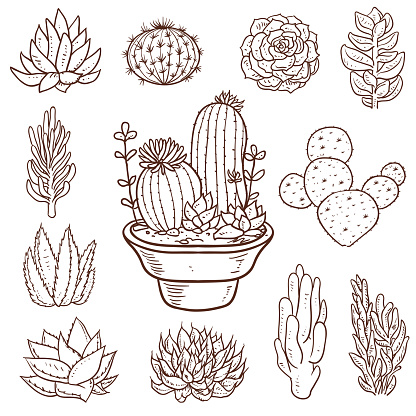 Vector illustration of a beautiful set of Succulent Doodle Plants