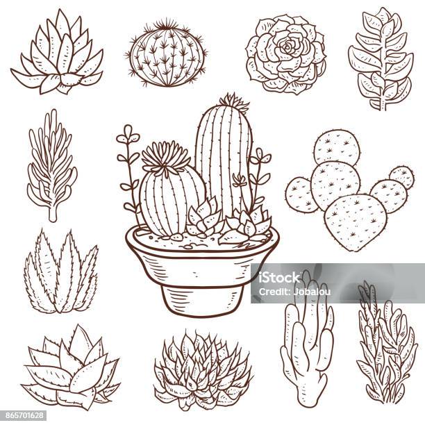 Succulent Doodle Plants Stock Illustration - Download Image Now - Succulent Plant, Aloe Vera Plant, Drawing - Art Product