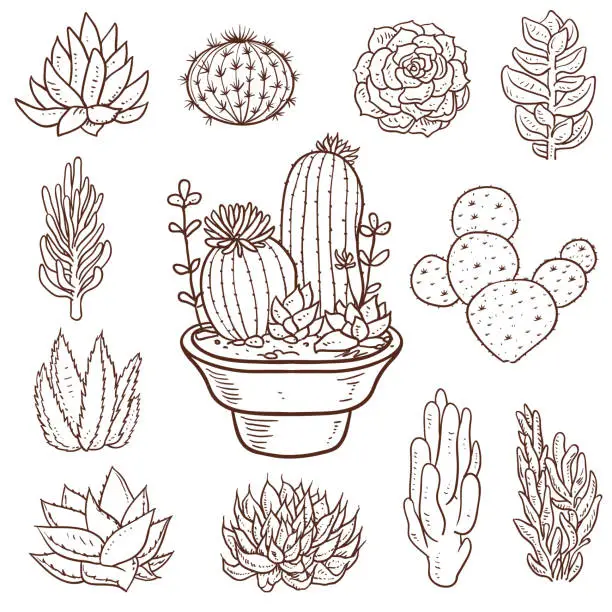 Vector illustration of Succulent Doodle Plants