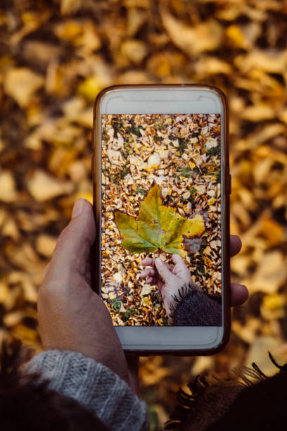 istock Photographing yellow leaves in autumn 865701700