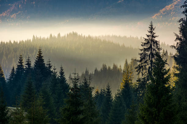 istock spruce forest on hillside layered in fog 865701744