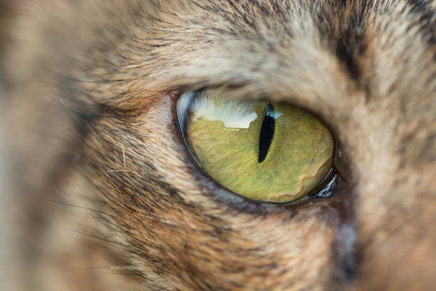 istock Macro shooting of brown tabby cat eye 865701962