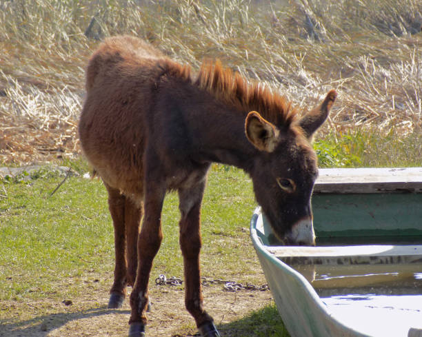 Young donkey drink water from old boat