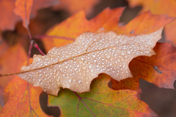 istock Droplets of dew on an autumn leaf 865710250