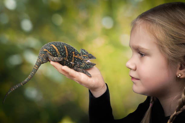 istock The child holds a bright hissing chameleon. Background nature 865713506
