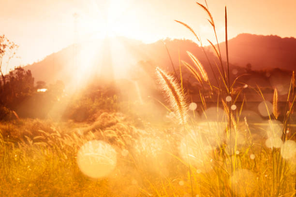 mission d’herbe backlitght et bokeh au coucher du soleil montagne - concepts and ideas flash photos et images de collection