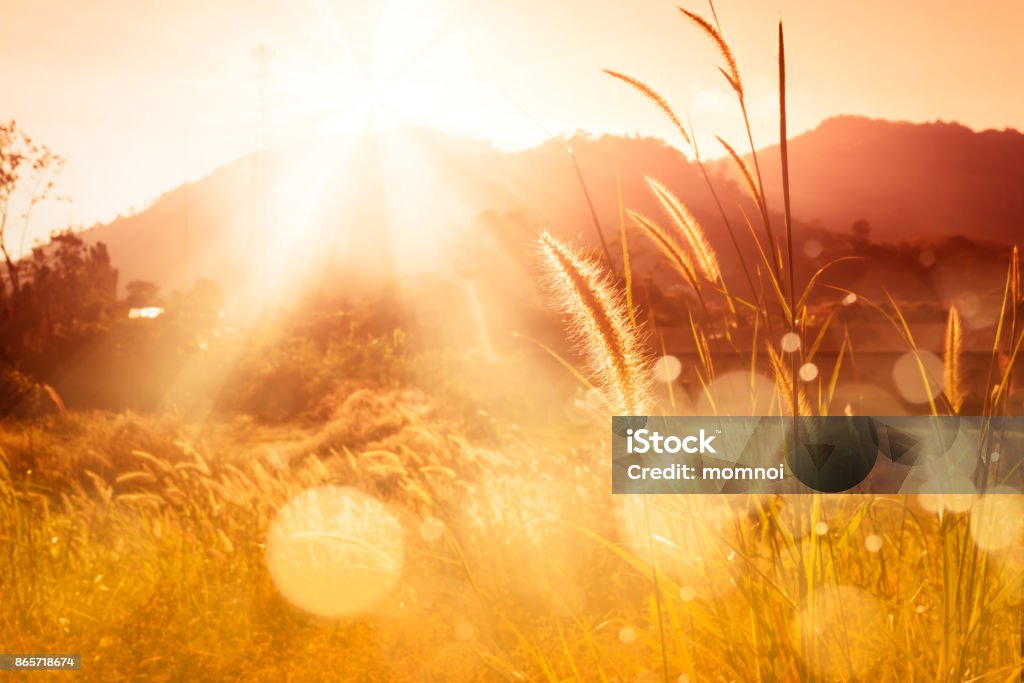 Missione erba backlitght e bokeh sulla montagna al tramonto - Foto stock royalty-free di Natura