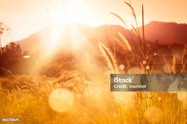 Missione Erba Backlitght E Bokeh Sulla Montagna Al Tramonto - Fotografie stock e altre immagini di Natura