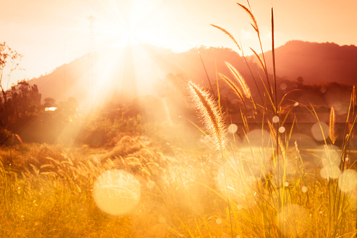 Sunset over mountain with Feather pennisetum or Mission grass backlitght glow against the sunlight  with sunflare and bokeh, high mountain background landscape. Sunset over mountain bokeh.