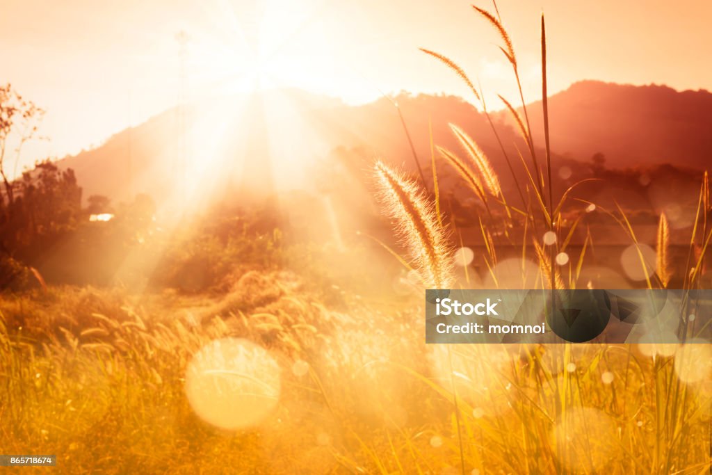 Mission grass backlitght and bokeh at sunset mountain Sunset over mountain with Feather pennisetum or Mission grass backlitght glow against the sunlight  with sunflare and bokeh, high mountain background landscape. Sunset over mountain bokeh. Nature Stock Photo