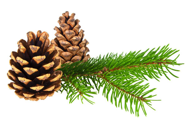 istock Fir tree branch and cones isolated on a white background 865719308