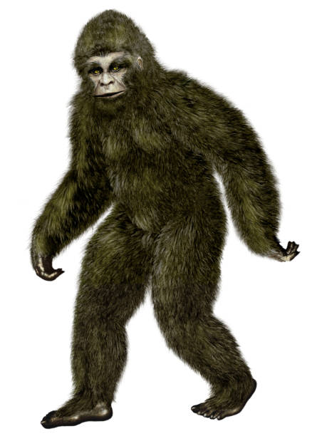 Bigfoot Yeti Stock Photo - Download Image Now - Bigfoot, Yeti, Cut Out - iStock Bigfoot Yeti Stock Photo - Download Image Now - Bigfoot, Yeti, Cut Out - iStock