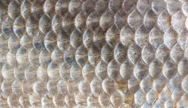 texture of fish scales close-up