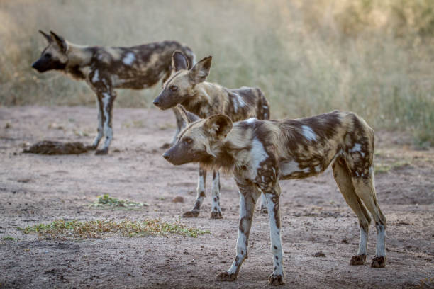 istock African wild dogs starring in Kruger. 865725368
